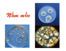 Nấm mốc
