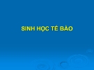 Bài giảng môn Sinh học tế bào