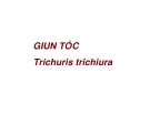 Bài giảng Giun tóc