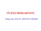 TẾ BÀO PROKARYOT