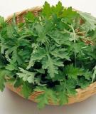 Hạ sốt an toàn cho bé nhờ lá ngải cứu