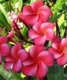 NGUYỄN KHẢI VÀ “ MỘT NGƯỜI HÀ NỘI” 