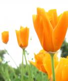 Nỗi sầu oán của người cung nữ 
