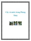 Cây và nước trong Phong Thủy