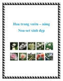 Hoa trong vườn  nàng Noa-set xinh đẹp