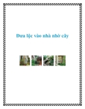 Đưa lộc vào nhà nhờ cây