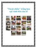 "Tuyệt chiêu" trồng hoa cực xinh bên cửa sổ