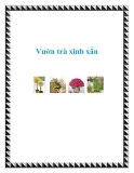 Vườn trà xinh xắn