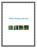 Thiên đường của bạn