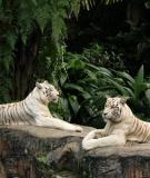 Singapore vẻ đẹp thiên nhiên hoang dã