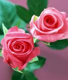 Chứng minh Lời kêu gọi toàn quốc kháng chiến là áng hùng văn của tư tưởng quân sự Hồ Chí Minh