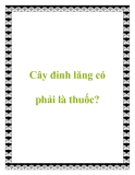 Cây đinh lăng có phải là thuốc?