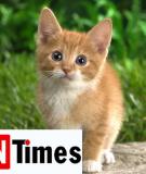 Chú mèo và một đời yêu thương