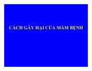 BỆNH LÝ THỰC VẬT - CÁCH GÂY HẠI CỦA MẦM BỆNH