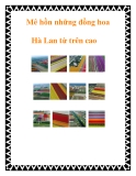 Mê hồn những đồng hoa Hà Lan từ trên cao