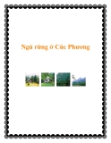 Ngủ rừng ở Cúc Phương