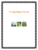 Vẻ đẹp Rừng Trà Sư