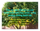 Cây có múi (Citrus) và các hoạt chất sinh học chức năng phòng chống bệnh tật - PGS.TS. Dương Thanh Liêm