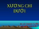 BÀI GIẢNG: XƯƠNG CHI DƯỚI