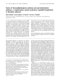 Báo cáo Y học:  Fusion of farnesyldiphosphate synthase and epi-aristolochene synthase, a sesquiterpene cyclase involved in capsidiol biosynthesis in Nicotiana tabacum