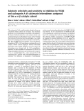 Báo cáo Y học: Substrate selectivity and sensitivity to inhibition by FK506 and cyclosporin A of calcineurin heterodimers composed of the a or b catalytic subunit