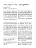 Báo cáo Y học: Ornithine decarboxylase-antizyme is rapidly degraded through a mechanism that requires functional ubiquitin-dependent proteolytic activity