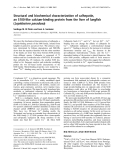 Báo cáo Y học:  Structural and biochemical characterization of calhepatin, an S100-like calcium-binding protein from the liver of lungﬁsh (Lepidosiren paradoxa)