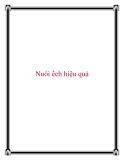 Nuôi ếch hiệu quả