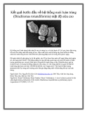 Kết quả bước đầu về hệ thống nuôi luân trùng (Brachionus rotundiformis) mật độ siêu cao