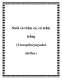 Nuôi cá trắm cỏ, cá trắm trắng (Ctenopharyngodon idellus)