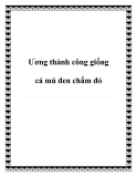 Ương thành công giống cá mú đen chấm đỏ