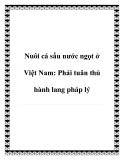 Nuôi cá sấu nước ngọt ở Việt Nam: Phải tuân thủ hành lang pháp lý