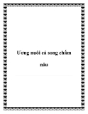 Ương nuôi cá song chấm nâu