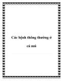 Các bệnh thông thường ở cá mú