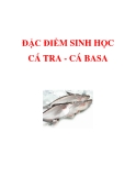 ĐẶC ĐIỂM SINH HỌC CÁ TRA - CÁ BASA