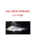 ĐẶC ĐIỂM SINH HỌC CÁ VƯỢC