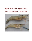 BỆNH ĐỐM NÂU TRÊN TÔM CÀNG XANH