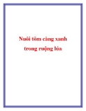 Nuôi tôm càng xanh trong ruộng lúa