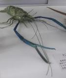 Tôm càng xanh - Giant freshwater prawn 