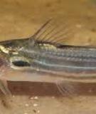 Cá chốt sọc- Striped dwarf catfish