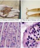 Bệnh đốm trắng trên tôm thẻ chân trắng-White spot disease 