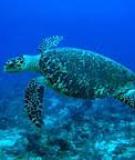 Đồi mồi - Hawsbill turtle 