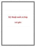 Kỹ thuật nuôi cá bóp (cá giò)