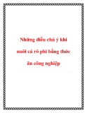 Những điều chú ý khi nuôi cá rô phi bằng thức ăn công nghiệp