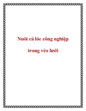 Nuôi cá lóc công nghiệp trong vèo lưới