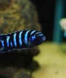 Cá Ali xanh vằn - Zebra Malawi Cichlid