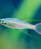 Cá cầu vồng - Threadfin rainbowfish