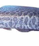 Cá chuối hoa - Snake  head mullet