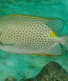 Cá dìa công - Orange spotted spinefoot