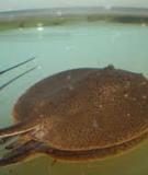 Cá đuối nước ngọt - Ocellate river stingray